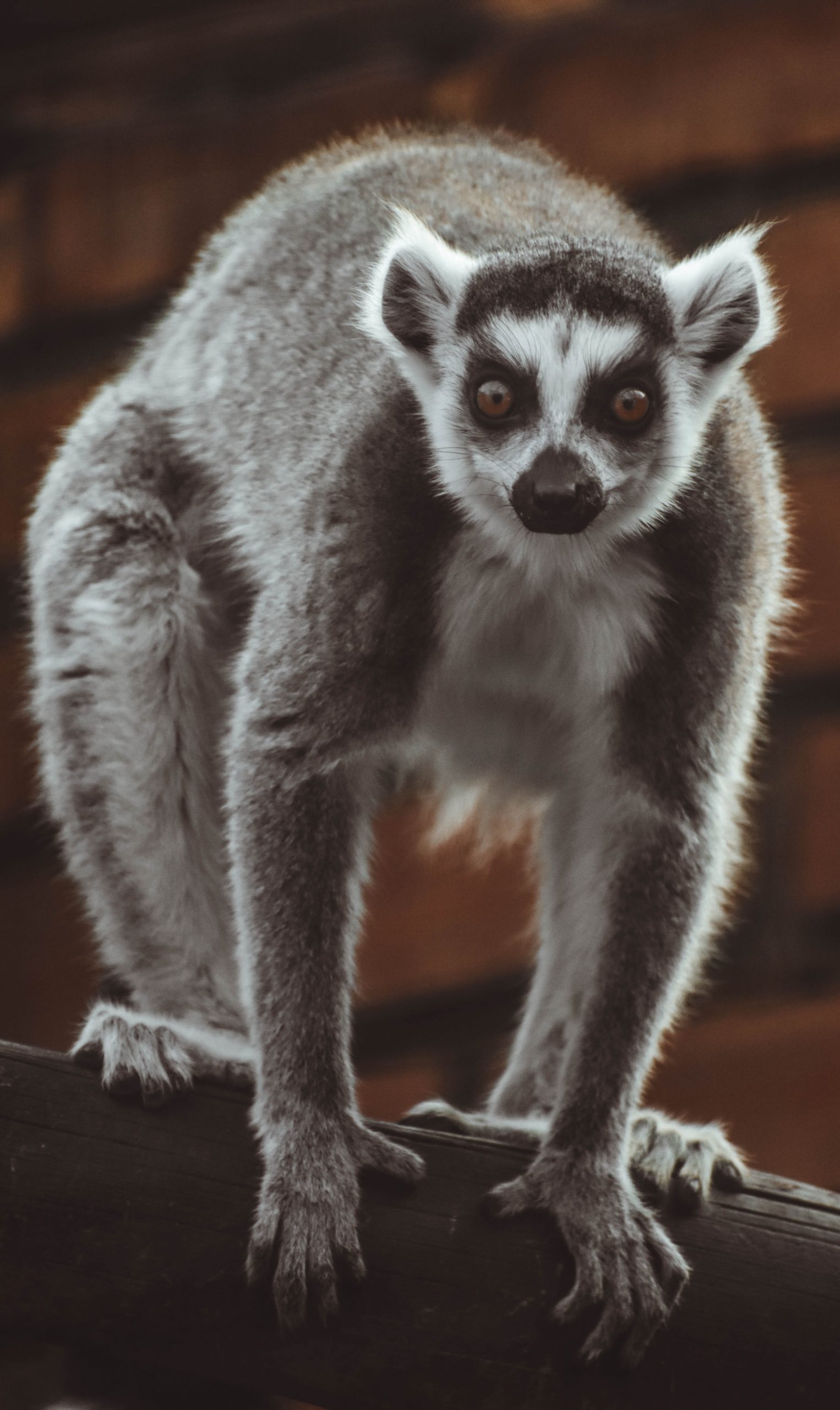 Animal Lemur Photography by Merdene Photography Studio & Merdene Design Studio